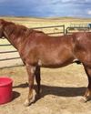 Re-Rescued: Aslan's Story Re-Rescued: Aslan's Story