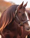 Decoding the Diseases Examined by AQHA's Six-Panel Test Decoding the Diseases Examined by AQHA's Six-Panel Test