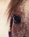 NEW HORSE; NEW PROBLEMS NEW HORSE; NEW PROBLEMS