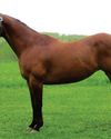 Performance Mares Performance Mares