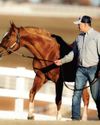 Horse and Rider