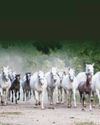 Lipica:The Original Home Of The Lipizzaner
