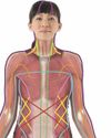 How Fascia Shapes Us