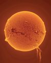 Come on, my sun…..4