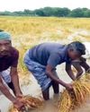 தண்ணீரில் மூழ்கிய பயிர்கள்!5