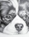 Cavalier in Black Pencil