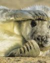 The UK has amazing marine life The UK has amazing marine life