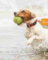 SMARTPHONE TECH KEEPS TABS ON PETS AppleMagazine