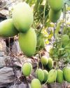 देहरादून के ऊंचे क्षेत्रों में आम की बागबानी17