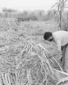 दिसंबर के महीने में खेती के खास काम14