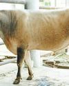 नस्ल सुधार के लिए सांड़ पर 75 फीसदी सब्सिडी नस्ल सुधार के लिए सांड़ पर 75 फीसदी सब्सिडी31