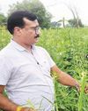वैज्ञानिक विधि से तिल की खेती वैज्ञानिक विधि से तिल की खेती12