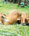 नैपियर चारा नैपियर चारा22