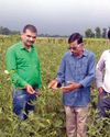 भिंडी की खेती कम लागत में अधिक लाभ5