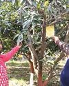 आम के बागों का कीट रोगों से रखें ध्यान11