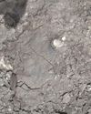 PLACODERMS Armor-Plated Fish of the Devonian PLACODERMS Armor-Plated Fish of the Devonian