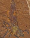 Citizen Scientists UNCOVER Thousands of Microfossils Citizen Scientists UNCOVER Thousands of Microfossils
