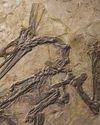 Paleontologists Embrace a New Method for Seeing Fossils within Rock