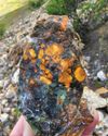 CALIFORNIA MAGNESITE PLASMA AGATE