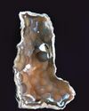 Agatized CORAL Agatized CORAL