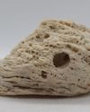 A Fossil Mollusk? Sponge? Rock&Gem Magazine
