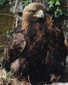 In The Shadow Of The Eagle8