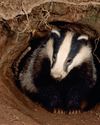 Badgering On Badgering On18