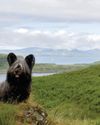 Caledonian Canines Caledonian Canines16