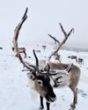 Reindeer Revival14