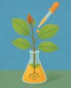 KRATOM: LA TRADICIÓN HERBAL SINTETIZADA COMO PUERTA HACIA LOS OPIOIDES MILAGRO BOTÁNICO O RIESGO EMERGENTE KRATOM: LA TRADICIÓN HERBAL SINTETIZADA COMO PUERTA HACIA LOS OPIOIDES MILAGRO BOTÁNICO O RIESGO EMERGENTE28