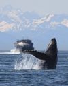 Ocean Technologies Group partners with World Cetacean Alliance to reduce ship strikes and risks posed to marine mammals