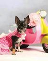 Dress Up Your Pet Without Stress