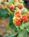 Therapeutic Use Of Indian Winter Cherry (Ashwagandha)