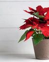 Recupera tu Flor de Pascual14