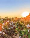 World Environment Day Special Edition: U.S. Cotton Trust Protocol setting new standards in sustainable cottton production