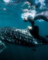 Save The Whale Shark, Save The World10