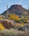 UN TESORO EN EL DESIERTO UN TESORO EN EL DESIERTO23