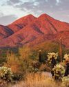 UN DETOX DE DOPAMINA ¡HOLA! México
