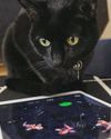 This iOS game was made for a cat and reviewed by a cat 