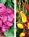 Vanitha