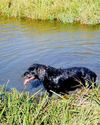 Bird Dogs - Health Matters - Canine Heat Stroke