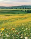 The Upland Almanac