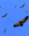 The vultures are circling for Chrome