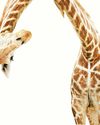 Cómo evolucionó el cuello de las - jirafas