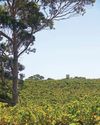 A TASTE OF MARGARET RIVER A TASTE OF MARGARET RIVER