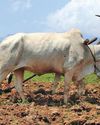 India's landholdings shrink, food demand soars India's landholdings shrink, food demand soars