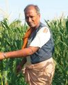 LOST IN MAIZE LOST IN MAIZE