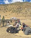 Soft targets Down To Earth