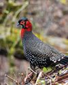 KING OF BIRDS KING OF BIRDS18