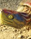 TURNING TURTLE TURNING TURTLE19